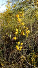 Senna aphylla