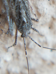 Phytocoris