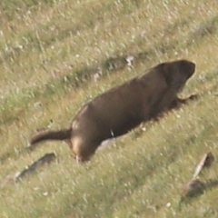 Marmota baibacina