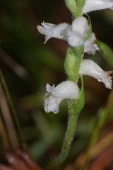 Spiranthes cernua