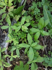 Moehringia lateriflora