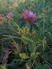 Trifolium pratense