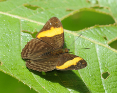 Adelpha zina