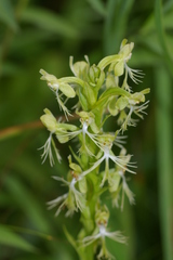 Platanthera lacera
