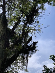 Cedrela fissilis
