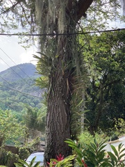 Cedrela fissilis