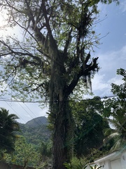 Cedrela fissilis