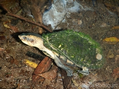 Kinosternon leucostomum