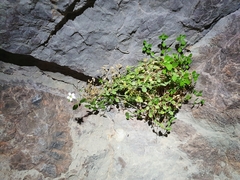 Arenaria orbicularis