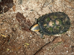 Kinosternon leucostomum