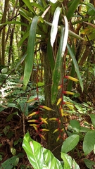 Vriesea