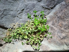 Arenaria orbicularis