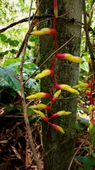 Vriesea