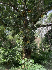 Artocarpus heterophyllus