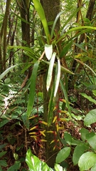 Vriesea