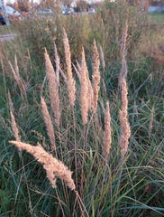 Calamagrostis epigejos
