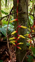 Vriesea