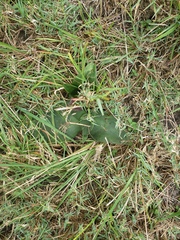 Ledebouria ovatifolia