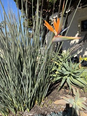 Strelitzia