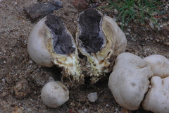 Scleroderma bovista