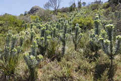 Leucadendron argenteum