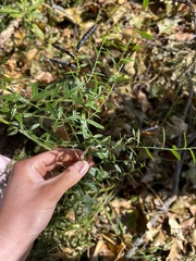 Genista tinctoria