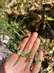 Genista tinctoria