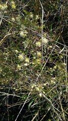 Clematis montevidensis