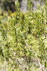 Nidorella ivifolia