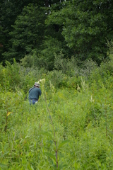 Platanthera lacera