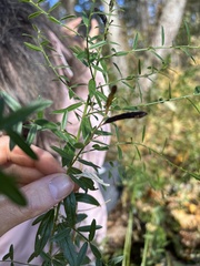 Genista tinctoria