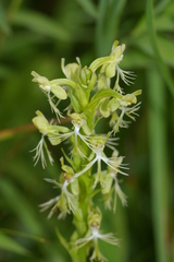 Platanthera lacera