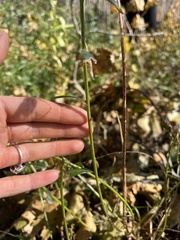 Genista tinctoria