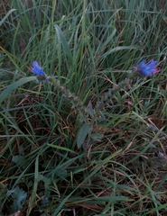 Echium vulgare
