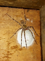 Enoploctenus cyclothorax