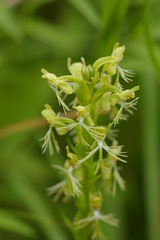 Platanthera lacera