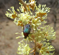 Leucocelis