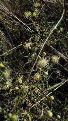 Clematis montevidensis