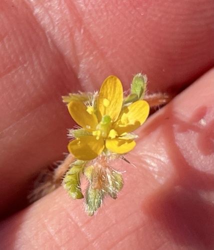 California caltrop (Kallstroemia californica)