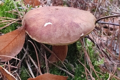 Xerocomellus pruinatus