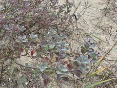 Vitex rotundifolia