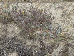 Vitex rotundifolia