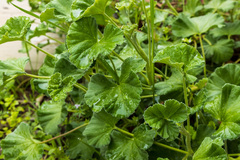 Pelargonium reniforme