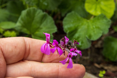 Pelargonium reniforme