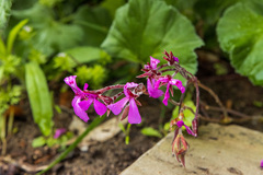 Pelargonium reniforme