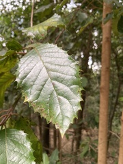 Curtisia dentata
