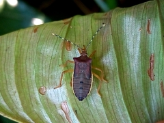 Anasa