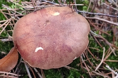 Xerocomellus pruinatus