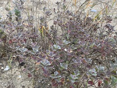 Vitex rotundifolia