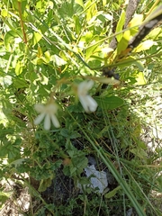 Pelargonium elongatum